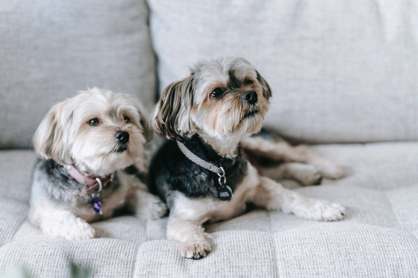 two small dogs sitting on an upholstered couch